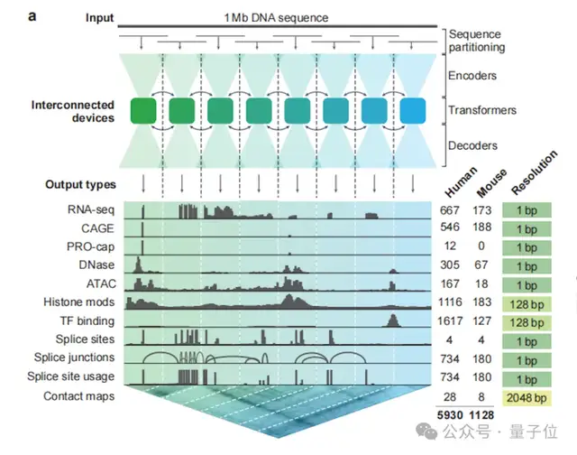 Nature報道：谷歌新模型1秒讀懂DNA變異！首次統一基因組全任務