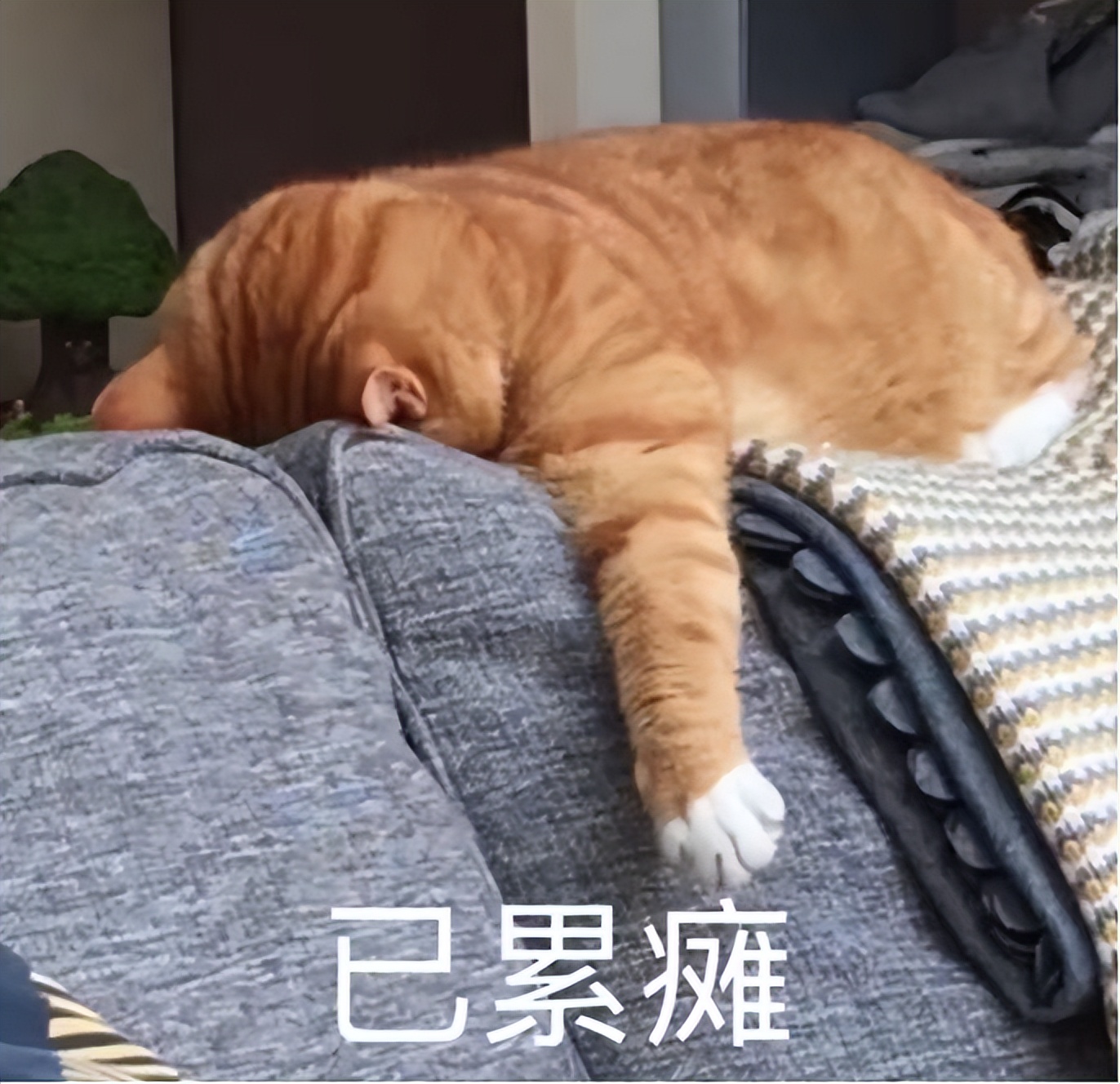 哈佛女生AI電商創(chuàng)業(yè)，19歲華人，剛獲投百萬美元