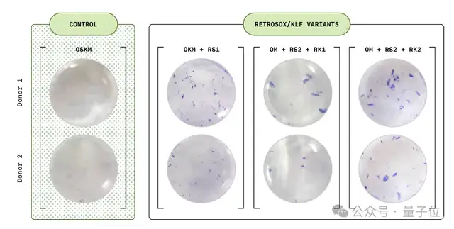 OpenAI首個蛋白質(zhì)模型披露更多細節(jié),改進諾獎研究成果,表達量提升50倍