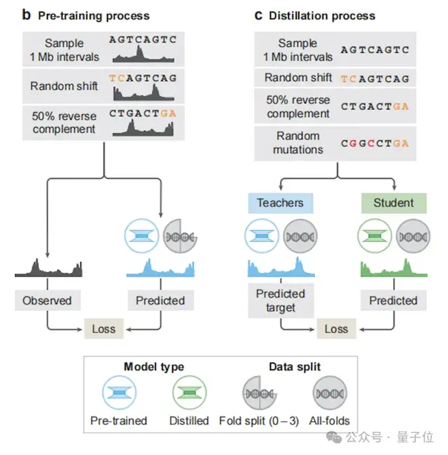 Nature報道：谷歌新模型1秒讀懂DNA變異！首次統一基因組全任務