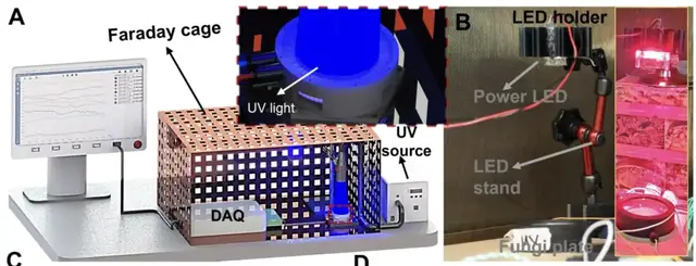 用杏鮑菇控制機器人運動!康奈爾等新研究登Science子刊
