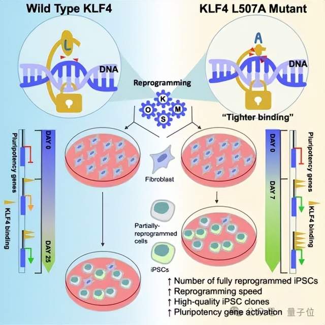 OpenAI首個蛋白質(zhì)模型披露更多細節(jié),改進諾獎研究成果,表達量提升50倍