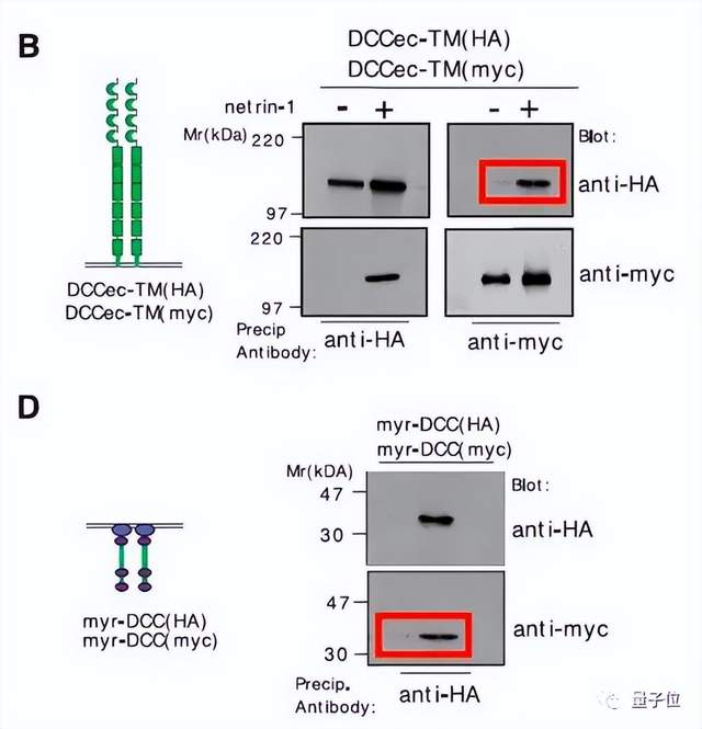 斯坦福校長因學術不端辭職!3篇頂刊論文面臨撤稿,本人回應:對學生手下太過信任