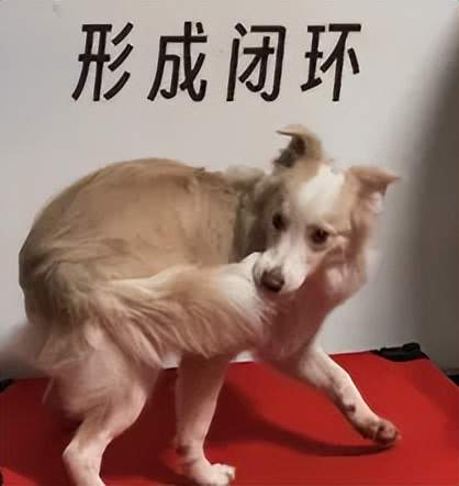 首創“AI+真人”雙保障模式！剛剛，百度健康推出7x24小時「能聊、有料、會管」AI管家