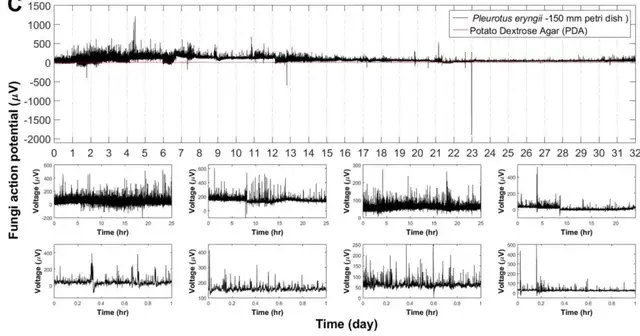 用杏鮑菇控制機器人運動!康奈爾等新研究登Science子刊