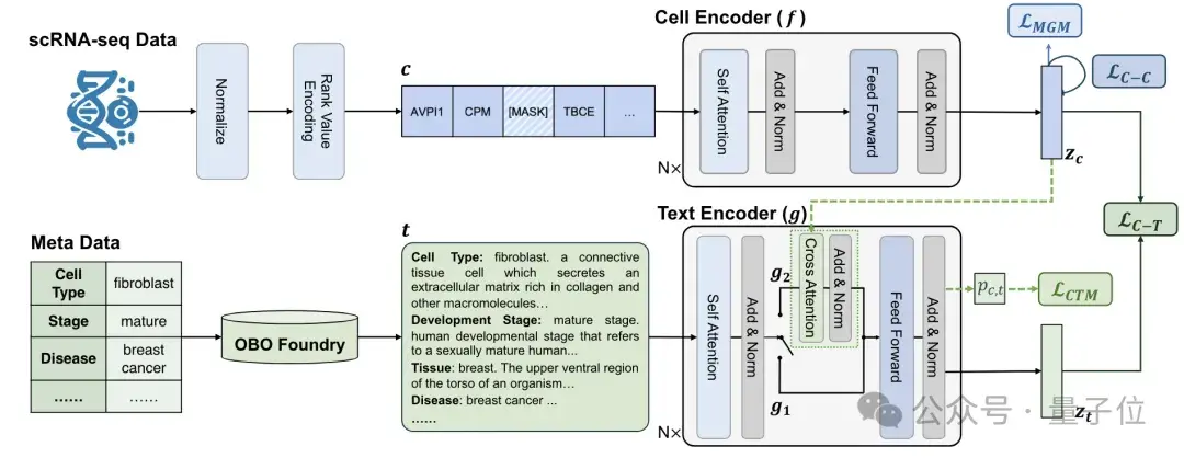 識別細胞也能用大模型了!清華系團隊出品,已入選ICML 2024 | 開源