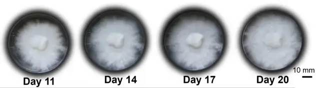 用杏鮑菇控制機器人運動!康奈爾等新研究登Science子刊