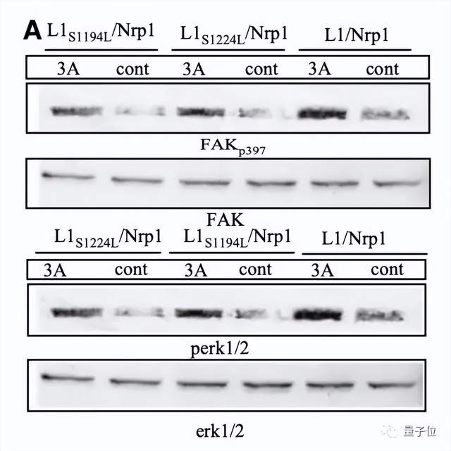 斯坦福校長因學術不端辭職!3篇頂刊論文面臨撤稿,本人回應:對學生手下太過信任