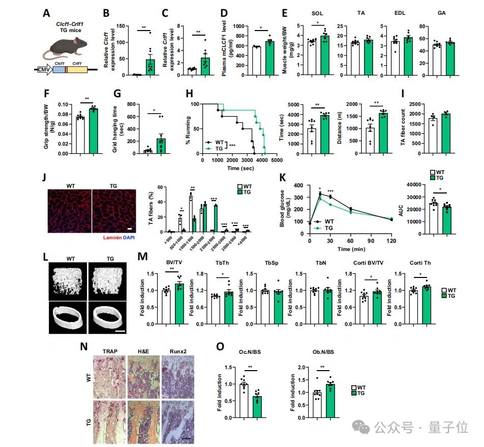 老年人12周才有效,年輕人一次就夠:科學(xué)家揭示丟失的運(yùn)動(dòng)激素