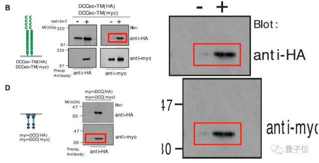 斯坦福校長因學術不端辭職!3篇頂刊論文面臨撤稿,本人回應:對學生手下太過信任
