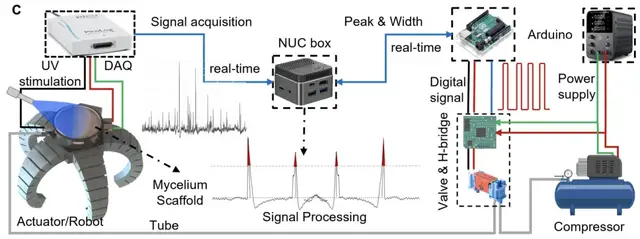 用杏鮑菇控制機器人運動!康奈爾等新研究登Science子刊