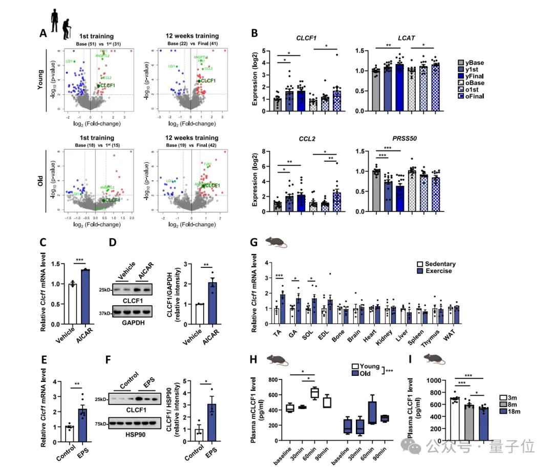老年人12周才有效,年輕人一次就夠:科學(xué)家揭示丟失的運(yùn)動(dòng)激素